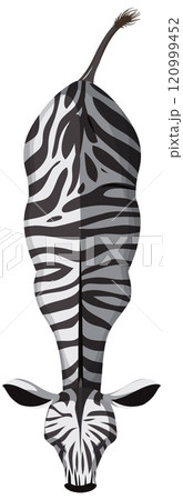 Top View of a Zebra Illustration 120999452