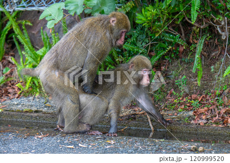 ヤクザル マウント 世界自然遺産屋久島(夏の写真素材 [120999520] - PIXTA