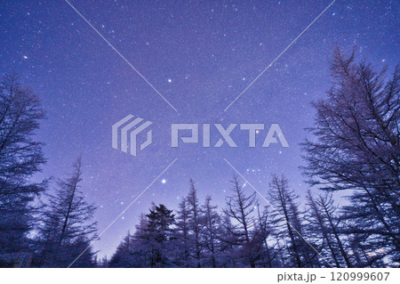 冬の森から見る星空 冬の森から見る星空 120999607