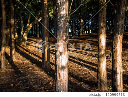 秋の夕暮れの光に伸びる木々の影が幻想的 秋の夕暮れの光に伸びる木々の影が幻想的 120999718