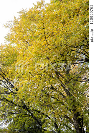 秋色の六義園〜旧岩崎邸公園 120999763