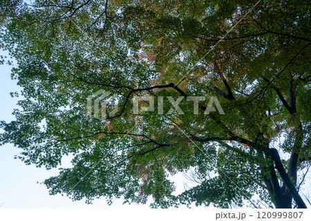 秋色の六義園〜旧岩崎邸公園 120999807