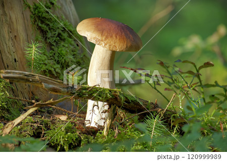 Close-up of wild boletus mushroom growing in lush forest, surrounded by moss and foliage 120999989
