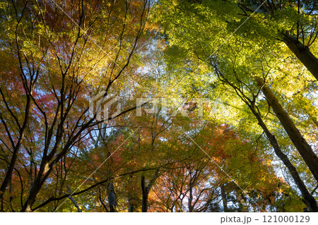 秋の香嵐渓 121000129