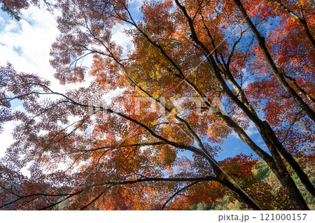 秋の香嵐渓 121000157