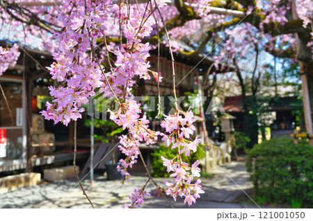 水火天満宮 美しい枝垂れ桜(京都府京都市上京区) 水火天満宮 美しい枝垂れ桜(京都府京都市上京区) 121001050