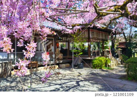 水火天満宮 美しい枝垂れ桜(京都府京都市上京区) 水火天満宮 美しい枝垂れ桜(京都府京都市上京区) 121001109