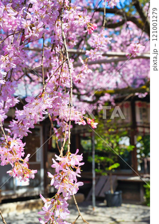 水火天満宮 美しい枝垂れ桜(京都府京都市上京区) 水火天満宮 美しい枝垂れ桜(京都府京都市上京区) 121001279