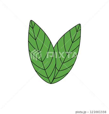 Two green leaves with a white background 121001338