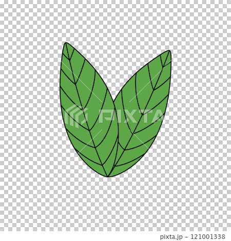Two green leaves with a white background Two green leaves with a white background 121001338