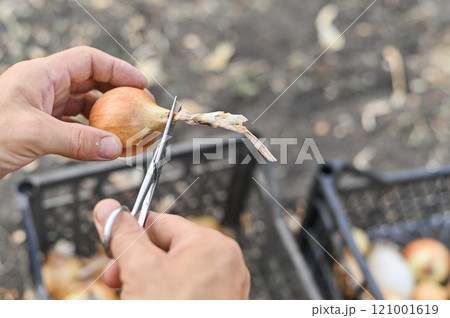 removing the tails with scissors onion bulb  121001619