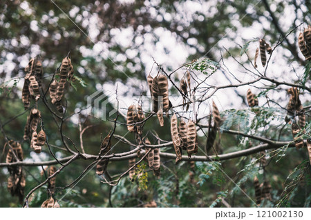 [馬見丘陵公園]秋の到来 121002130