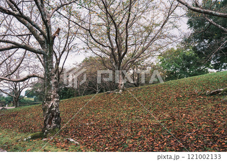 [馬見丘陵公園]秋の到来 121002133