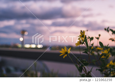 [伊丹空港]美しい夕日とたんぽぽ 121002250