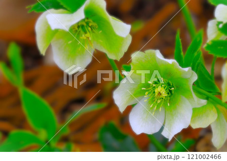 爽やかな白のクリスマスローズ 121002466