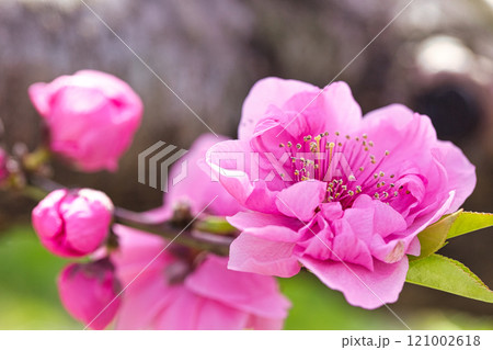 美しいピンクの椿の花 121002618