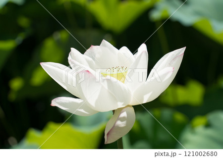 白い蓮 白い蓮 121002680