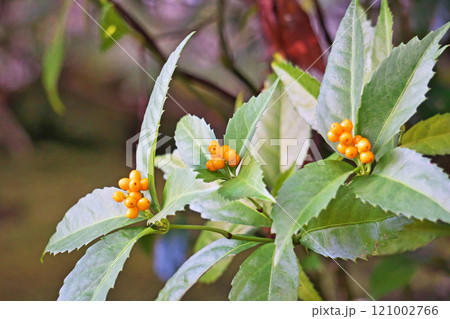 オレンジ色のセンリョウの実(冬、十二月) オレンジ色のセンリョウの実(冬、十二月) 121002766