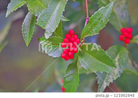 赤いセンリョウの実(冬、十二月) 赤いセンリョウの実(冬、十二月) 121002848