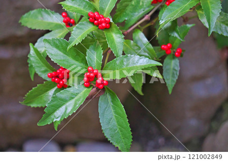 赤いセンリョウの実(冬、十二月) 赤いセンリョウの実(冬、十二月) 121002849