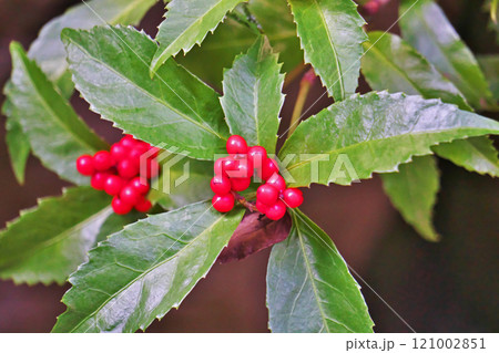 赤いセンリョウの実（冬、十二月） 121002851