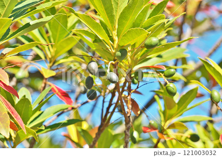 黒くなってきたホルトノキの実(冬、十二月) 黒くなってきたホルトノキの実(冬、十二月) 121003032