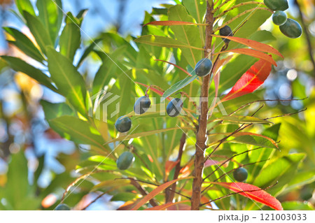 黒くなってきたホルトノキの実(冬、十二月) 黒くなってきたホルトノキの実(冬、十二月) 121003033