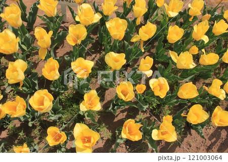 ～チューリップ～　　◦◦◦◦ Yellow tulips ◦◦◦◦ 121003064