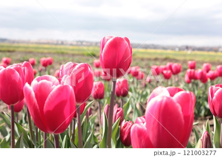 ～チューリップ～　　◦◦◦◦ Pink tulips ◦◦◦◦ 121003277