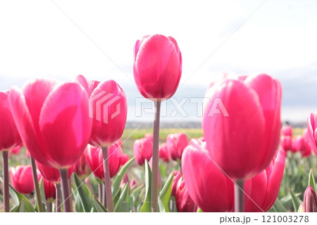 ~チューリップ~ ◦◦◦◦ Pink tulips ◦◦◦◦ ~チューリップ~ ◦◦◦◦ Pink tulips ◦◦◦◦ 121003278