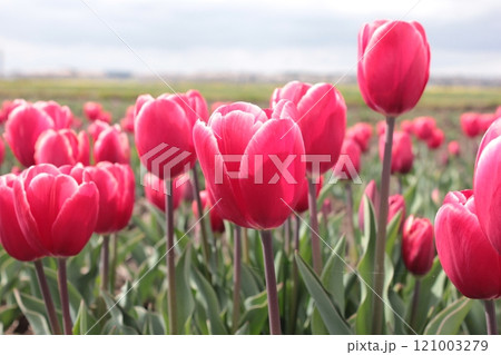 ～チューリップ～　　◦◦◦◦ Pink tulips ◦◦◦◦ 121003279