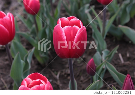 ～チューリップ～　　◦◦◦◦ Pink tulips ◦◦◦◦ 121003281