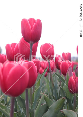 ～チューリップ～　　◦◦◦◦ Pink tulips ◦◦◦◦ 121003285