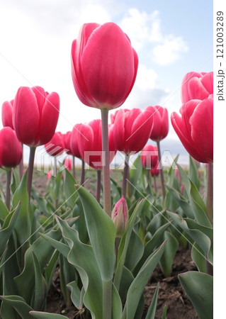 ～チューリップ～　　◦◦◦◦ Pink tulips ◦◦◦◦ 121003289