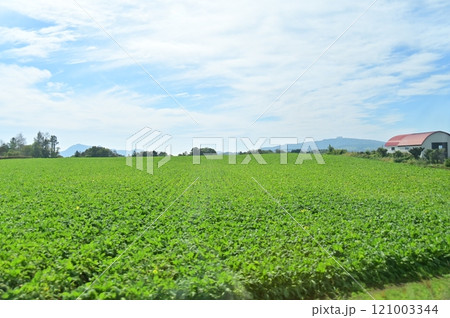 緑耀く甜菜の畑 121003344