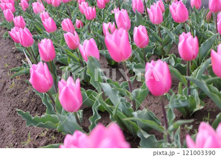 ～チューリップ～　　◦◦◦◦ Pink tulips ◦◦◦◦ 121003390