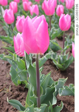 ～チューリップ～　　◦◦◦◦ Pink tulips ◦◦◦◦ 121003396