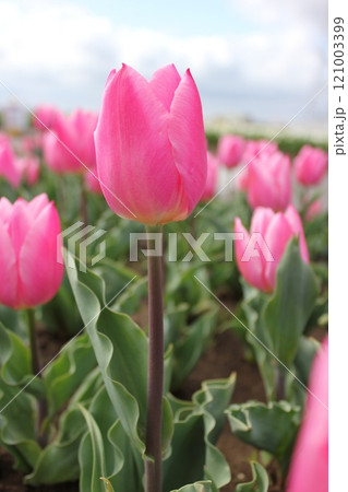 ～チューリップ～　　◦◦◦◦ Pink tulips ◦◦◦◦ 121003399