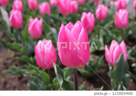 ～チューリップ～　　◦◦◦◦ Pink tulips ◦◦◦◦ 121003400