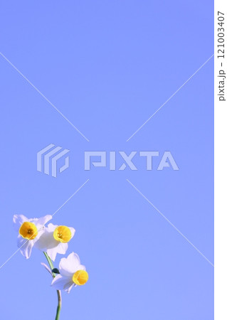 青空に映える水仙(背景素材) 121003407