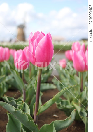 ～チューリップ～　　◦◦◦◦ Pink tulips ◦◦◦◦ 121003408