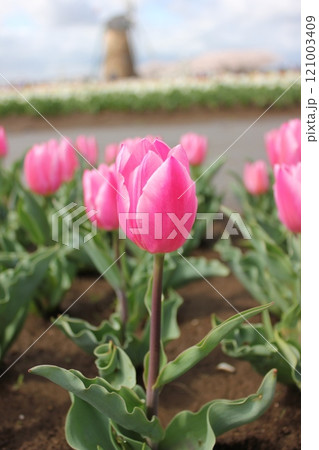 ～チューリップ～　　◦◦◦◦ Pink tulips ◦◦◦◦ 121003409