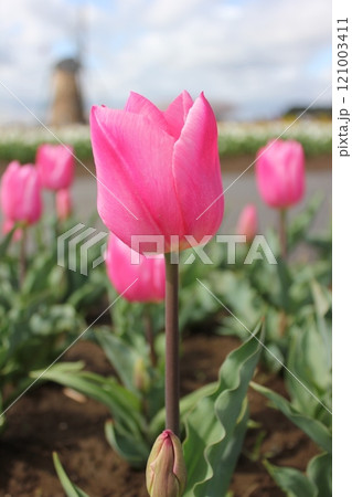 ～チューリップ～　　◦◦◦◦ Pink tulips ◦◦◦◦ 121003411