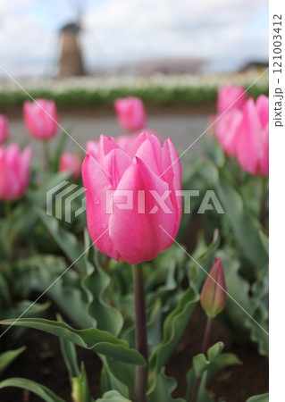 ~チューリップ~ ◦◦◦◦ Pink tulips ◦◦◦◦ ~チューリップ~ ◦◦◦◦ Pink tulips ◦◦◦◦ 121003412