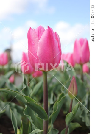 ～チューリップ～　　◦◦◦◦ Pink tulips ◦◦◦◦ 121003413