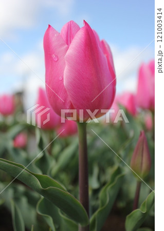 ～チューリップ～　　◦◦◦◦ Pink tulips ◦◦◦◦ 121003414