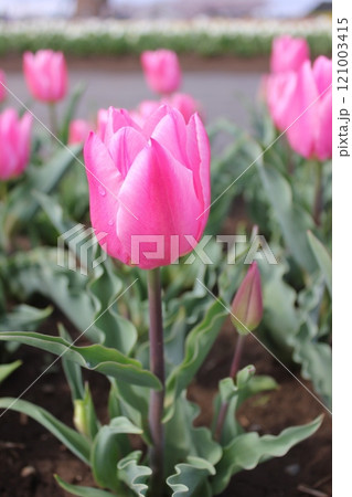 ~チューリップ~ ◦◦◦◦ Pink tulips ◦◦◦◦ ~チューリップ~ ◦◦◦◦ Pink tulips ◦◦◦◦ 121003415