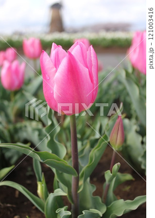 ~チューリップ~ ◦◦◦◦ Pink tulips ◦◦◦◦ ~チューリップ~ ◦◦◦◦ Pink tulips ◦◦◦◦ 121003416