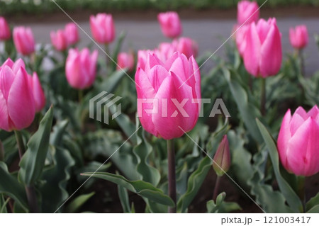 ~チューリップ~ ◦◦◦◦ Pink tulips ◦◦◦◦ ~チューリップ~ ◦◦◦◦ Pink tulips ◦◦◦◦ 121003417