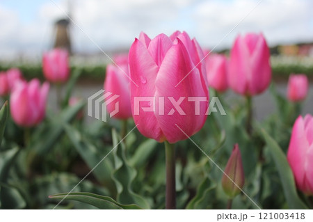 ～チューリップ～　　◦◦◦◦ Pink tulips ◦◦◦◦ 121003418